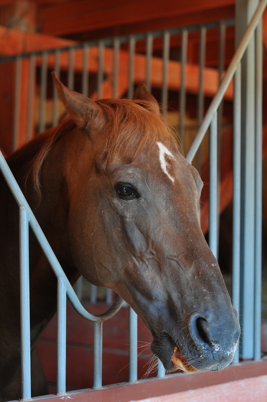 horse stable head free photo