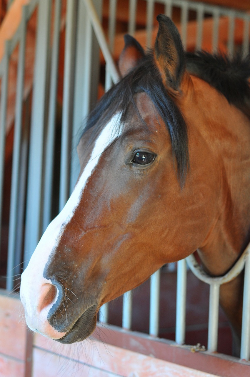 horse stable head free photo