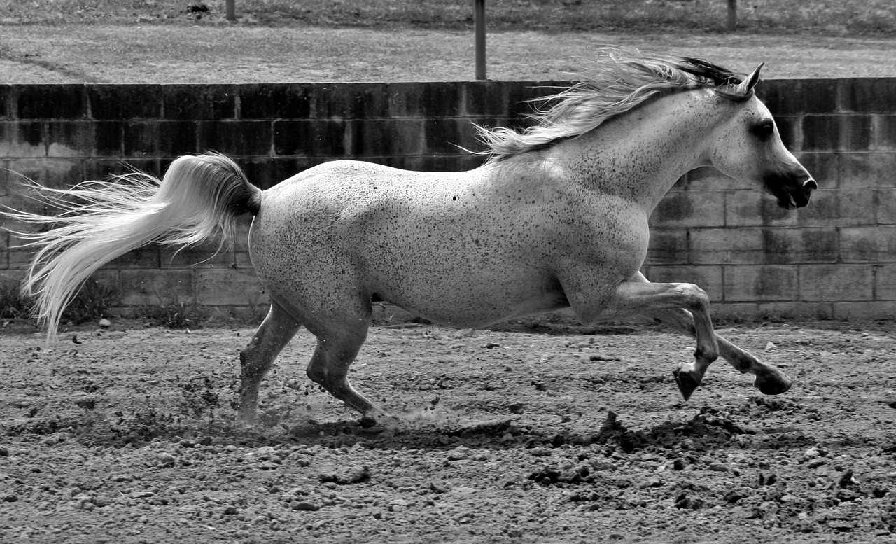 horse equine horses free photo