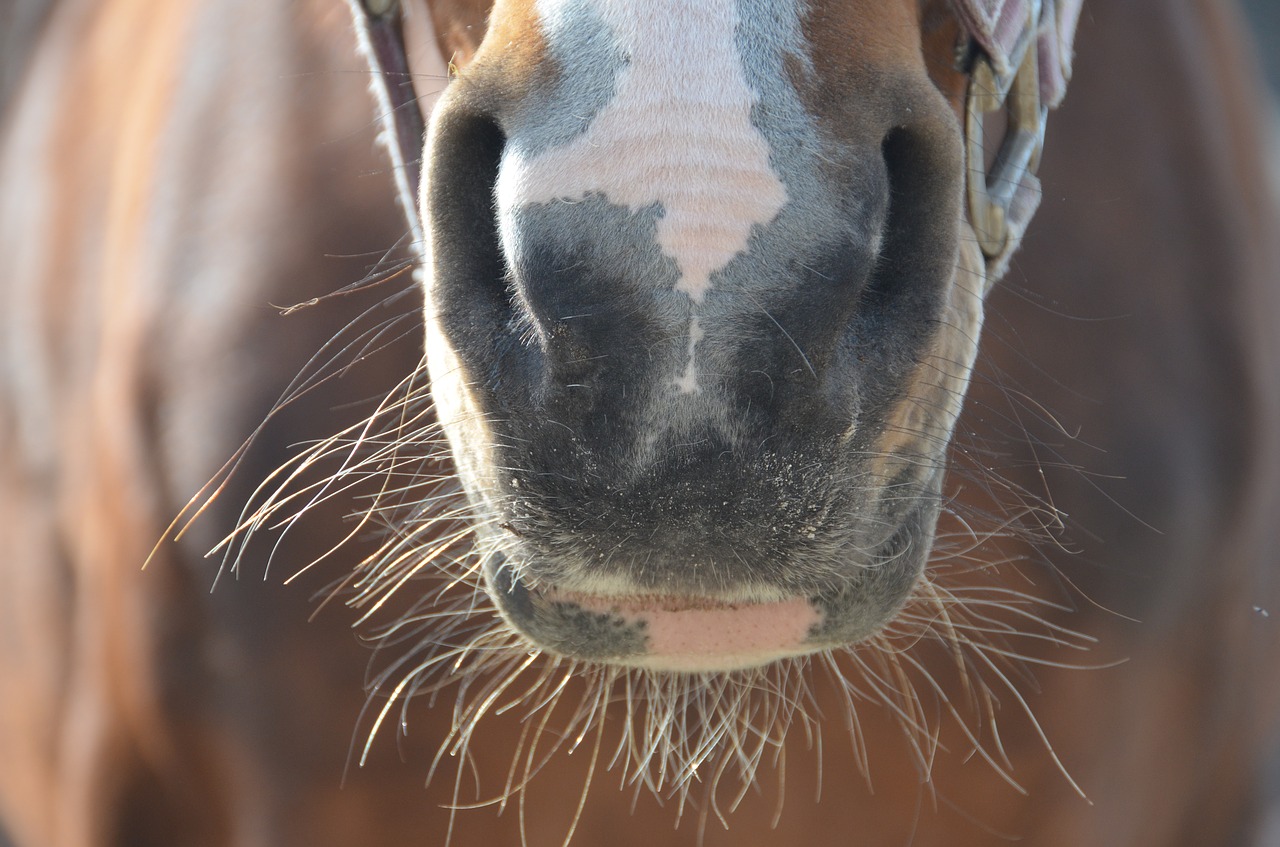 horse nose sneb free photo