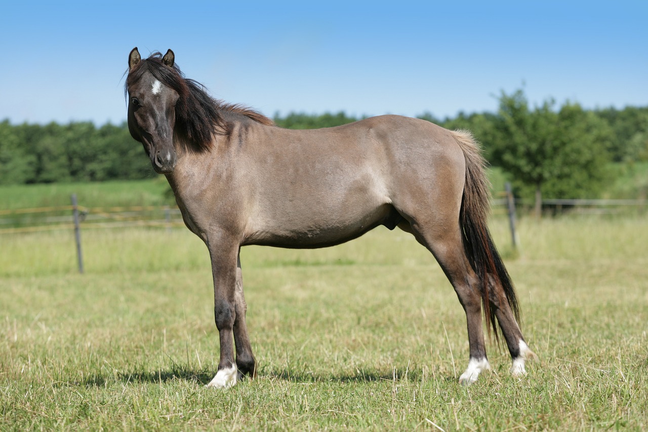horse gray gelding free photo