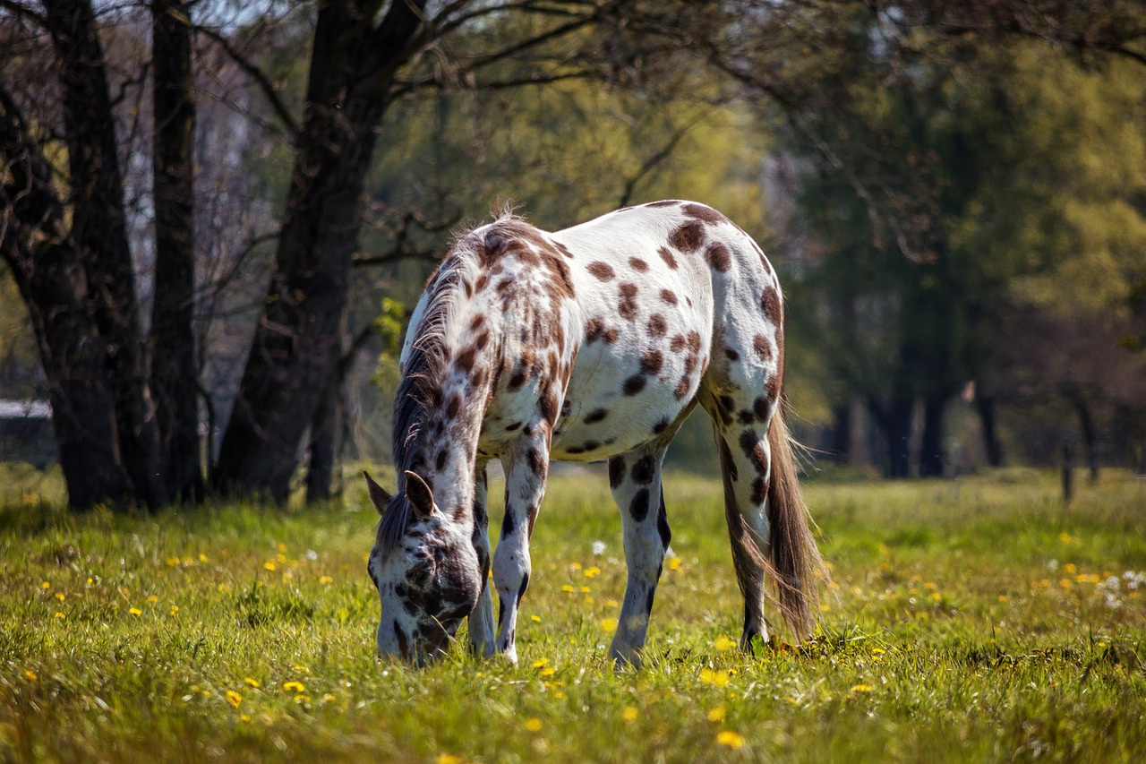 horse appaloosa nature free photo
