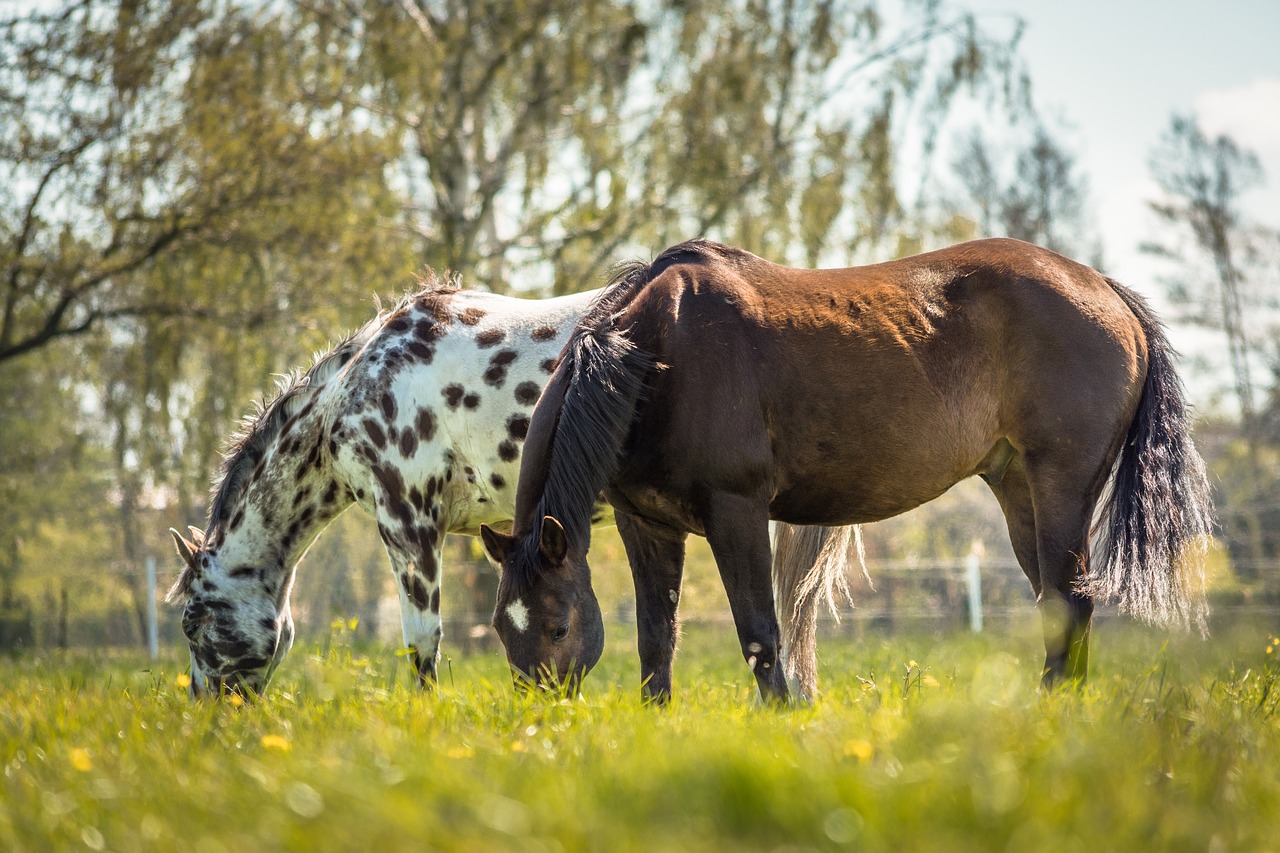 horse appaloosa nature free photo