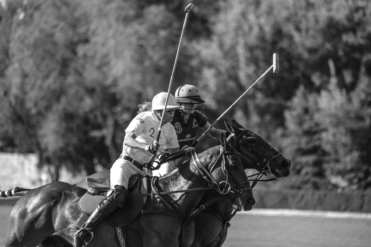 Download free photo of Horse,horses,polo,polo sport,gallop - from ...
