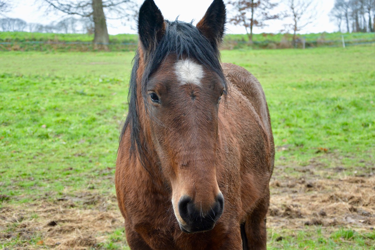 horse head horse ears white free photo