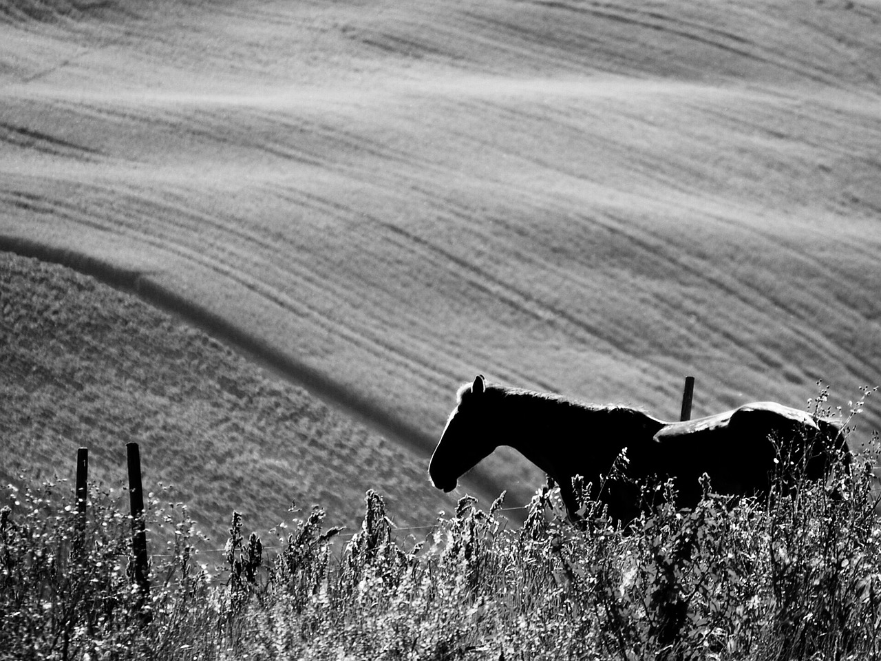 horse nature wild horse free photo