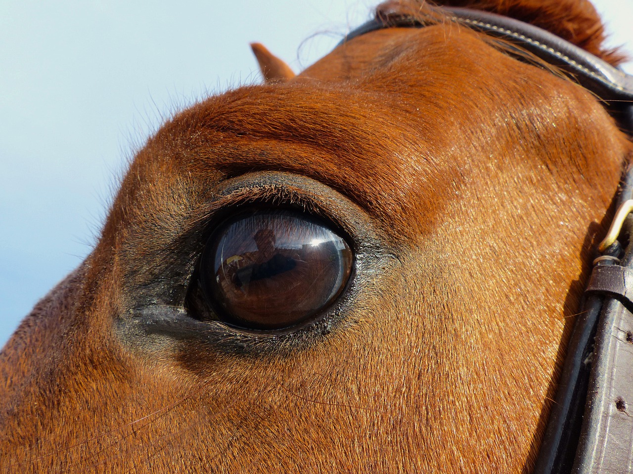 horse œil close up free photo