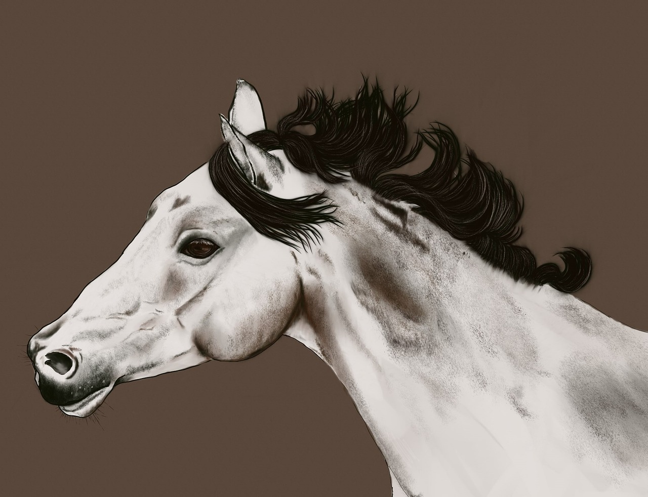 horse portrait drawing free photo