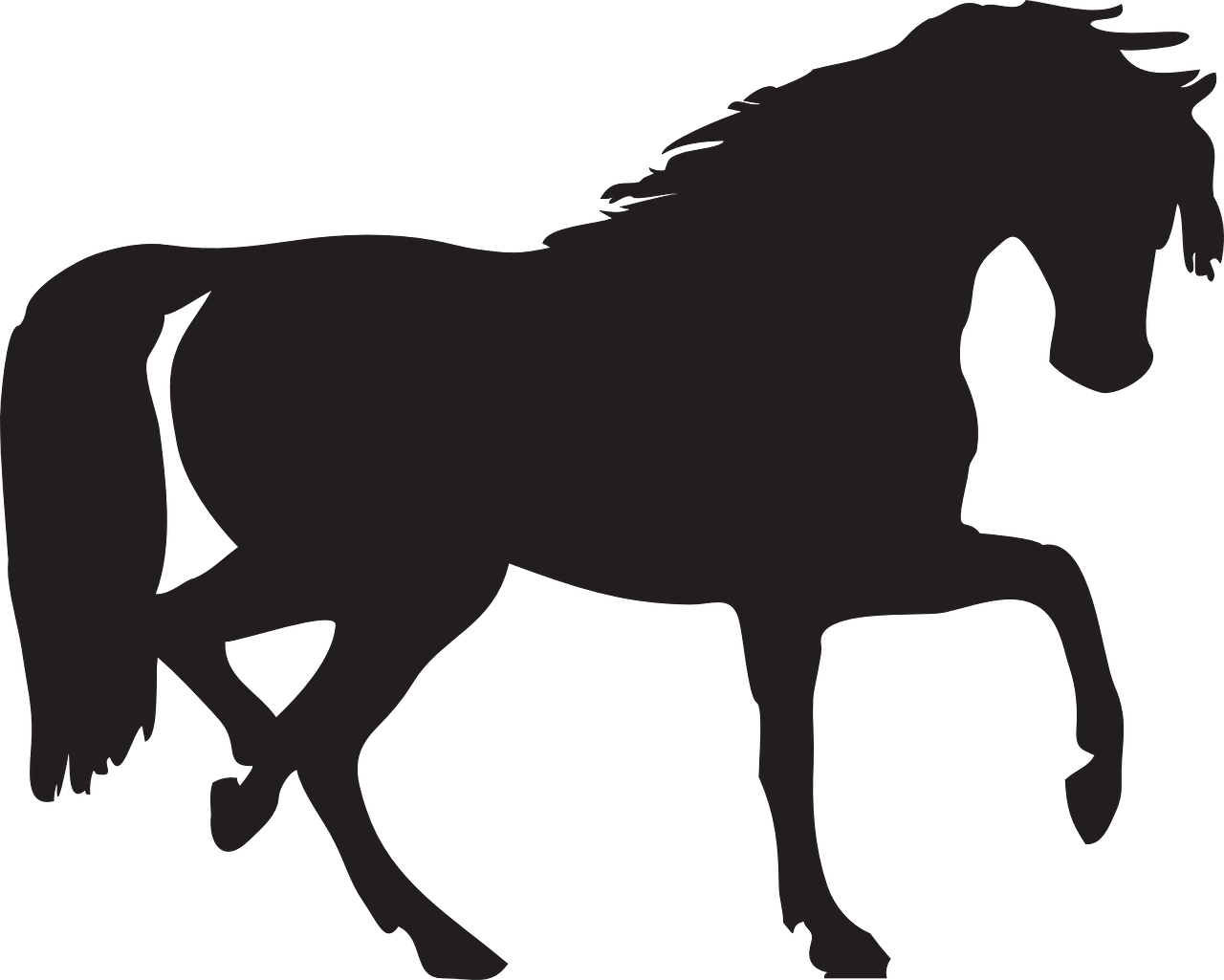horse arabian stallion free photo