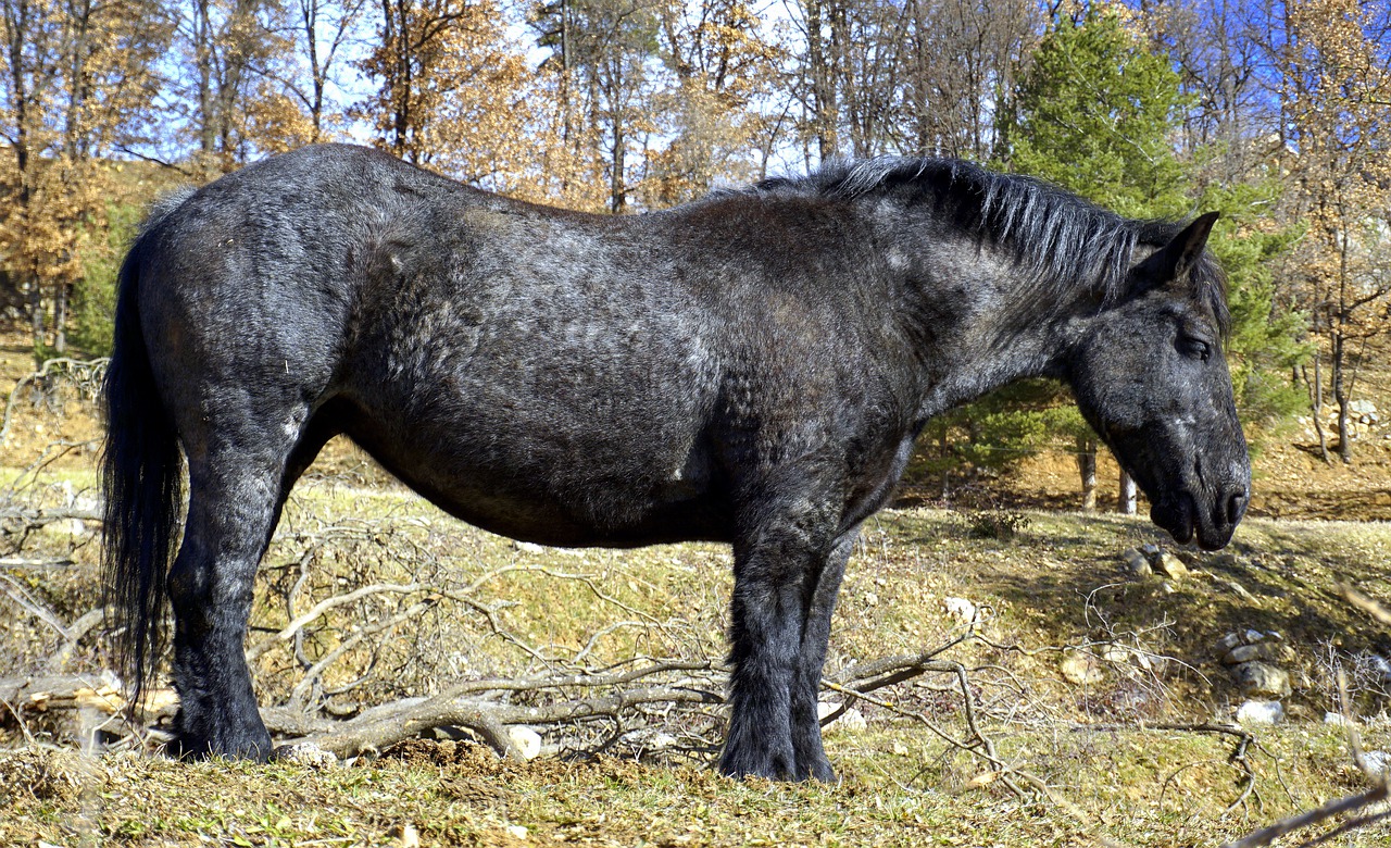 horse black head free photo