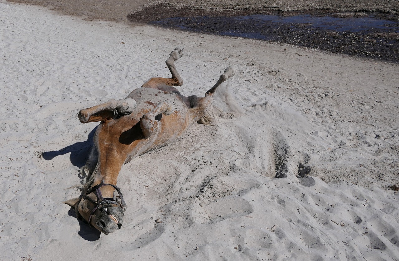 horse beach rolls free photo