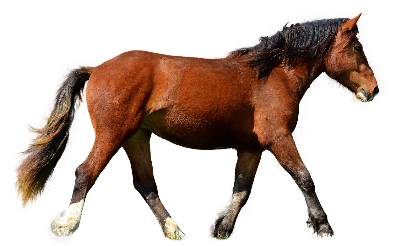 horse isolated brown free photo