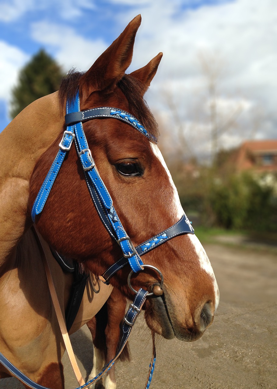 horse portrait profile free photo