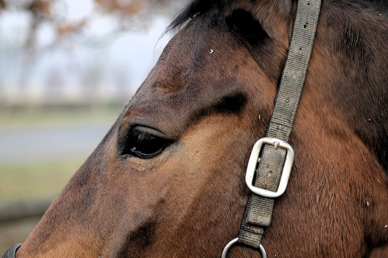 horse eye animals free photo