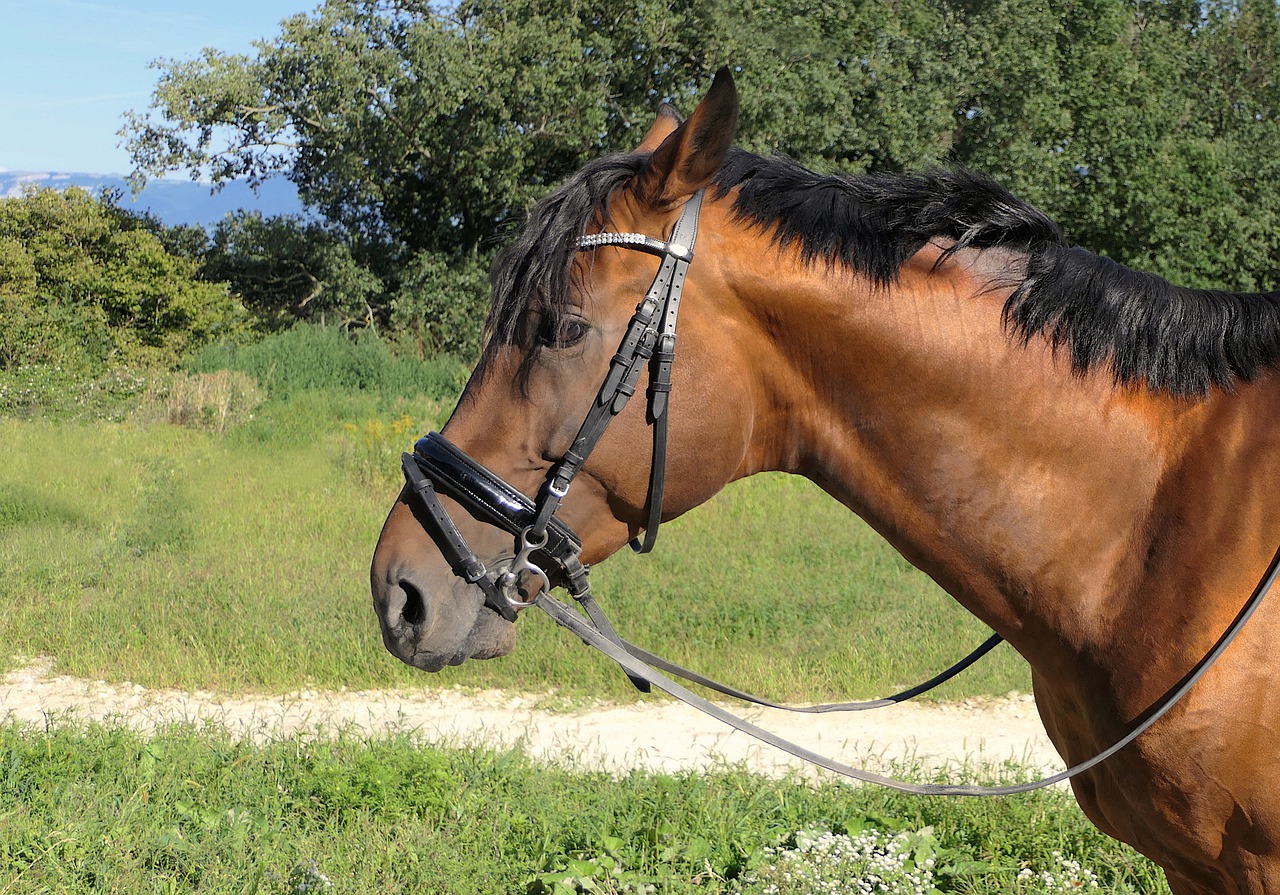 horse head neckline free photo