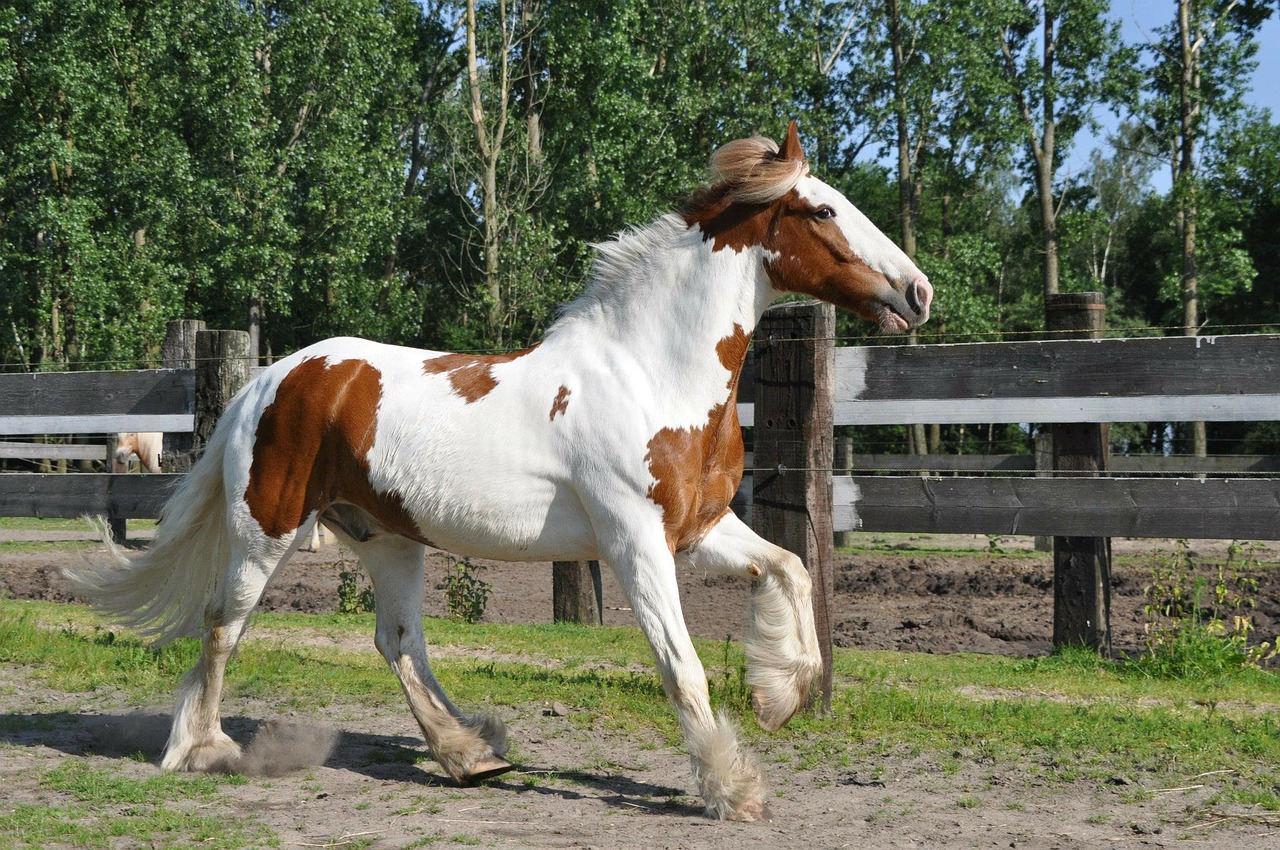 horse irish cob galop free photo