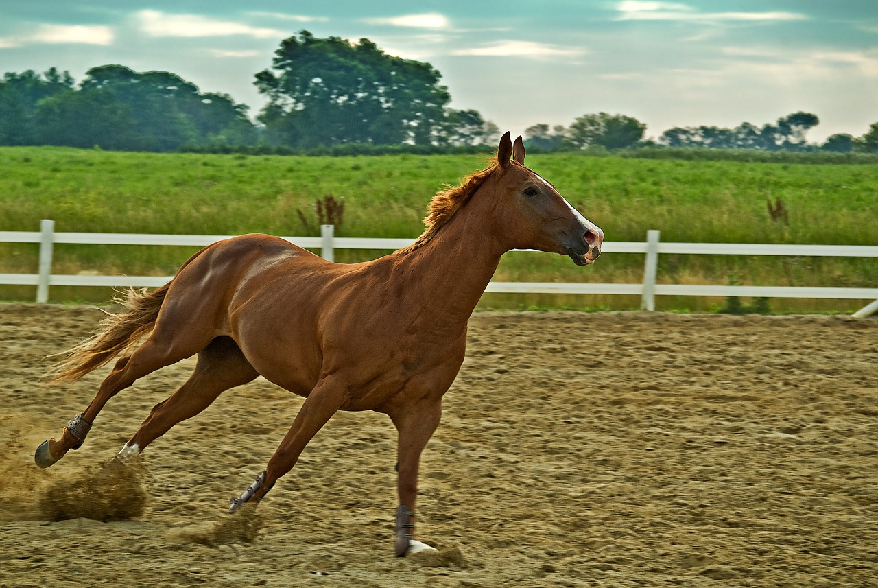 horse farm mammal free photo