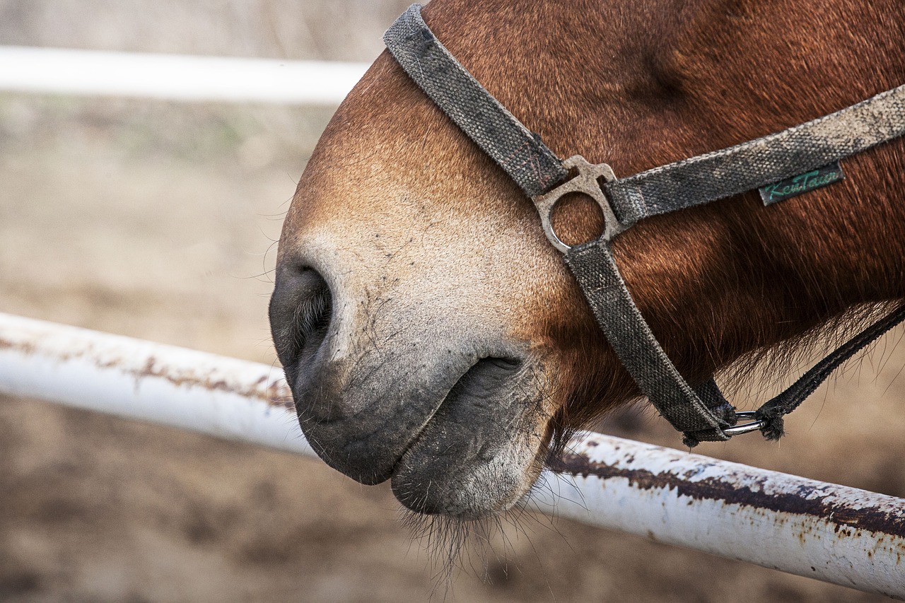 horse head portrait free photo