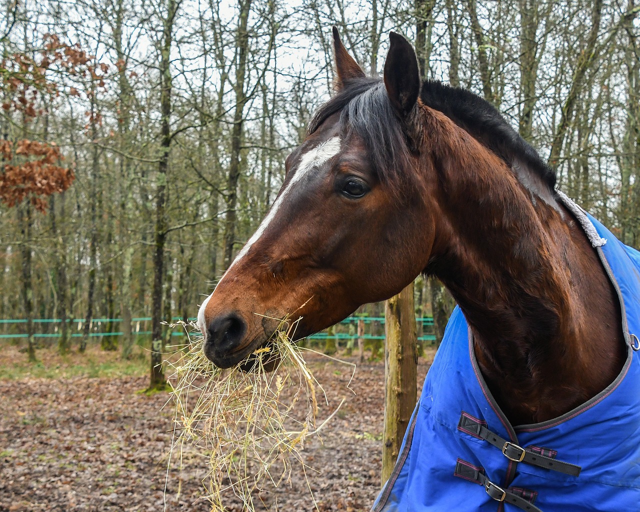 Edit free photo of Horse,eat,hay,animal,equine - needpix.com