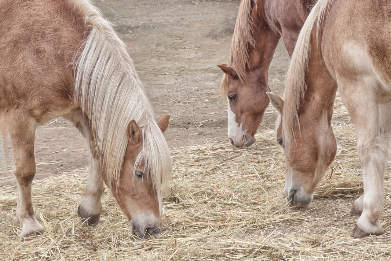 horse farm mammal free photo