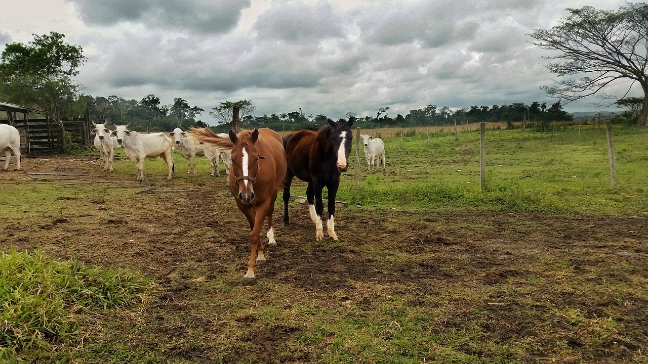 horse quarter horse cloudy free photo