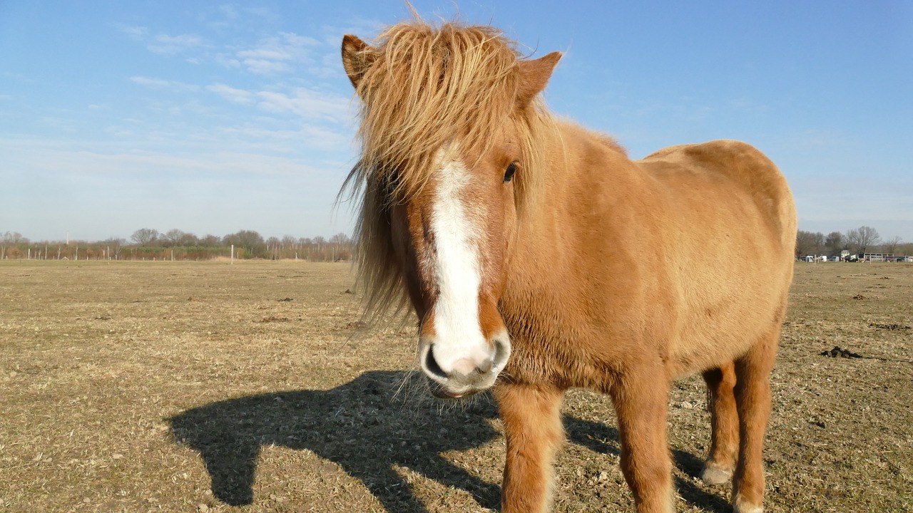 horse coupling to watch free photo