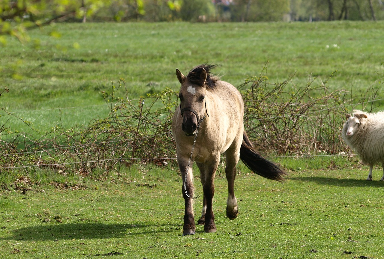 horse meadow light brown free photo