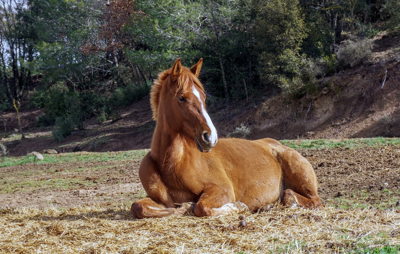 horse animalia nature free photo