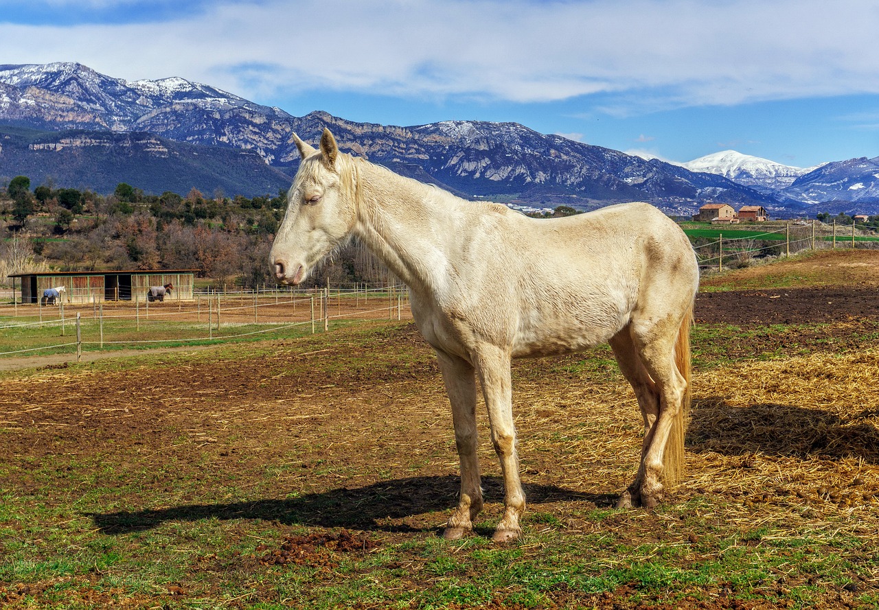 horse henar white free photo