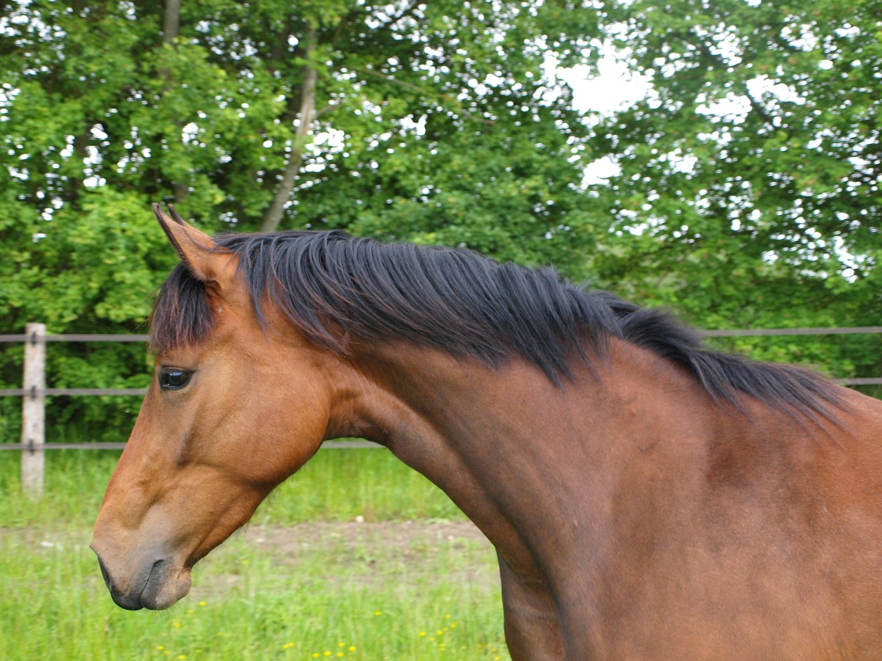 horse mane animal free photo