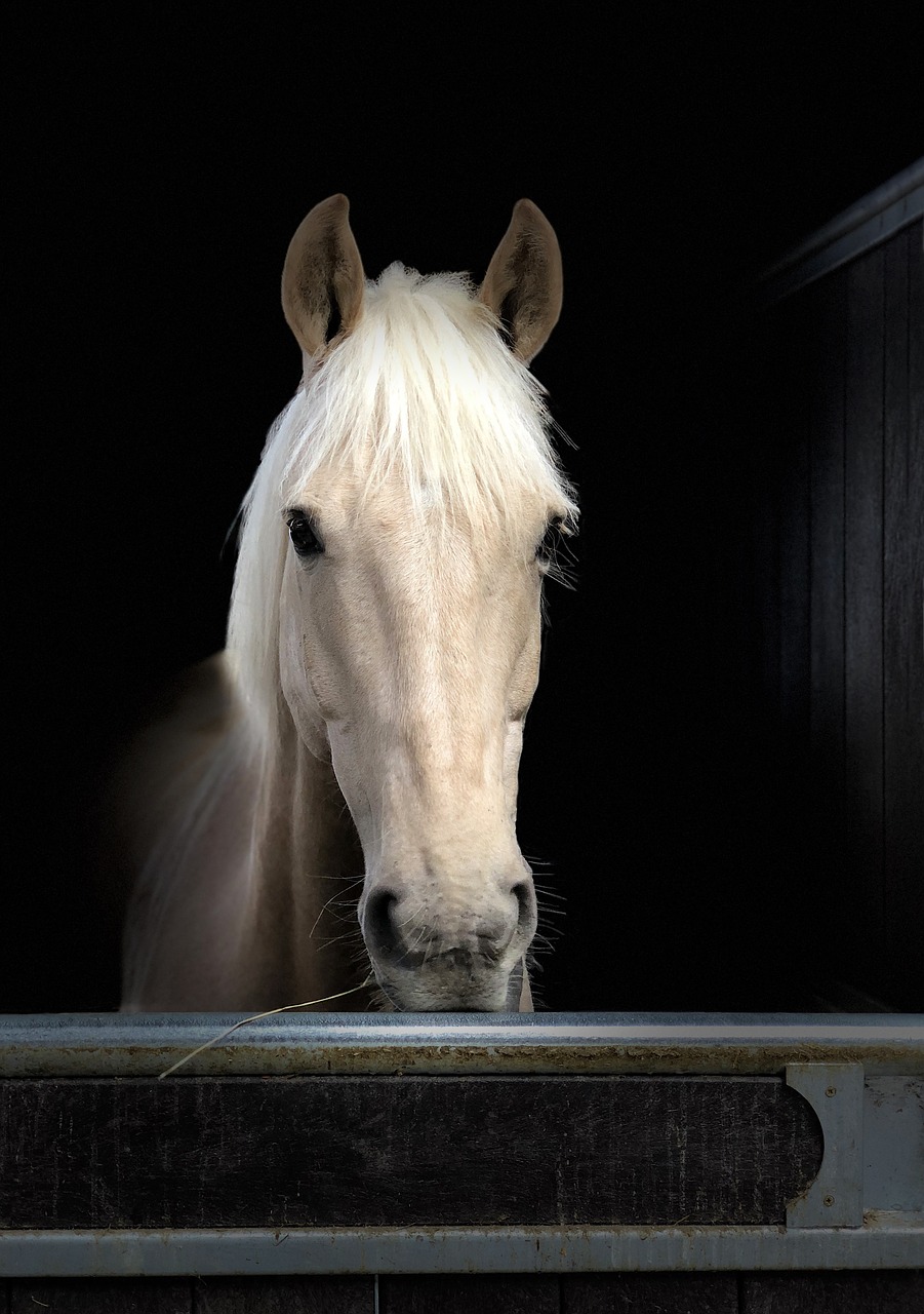 horse head portrait free photo