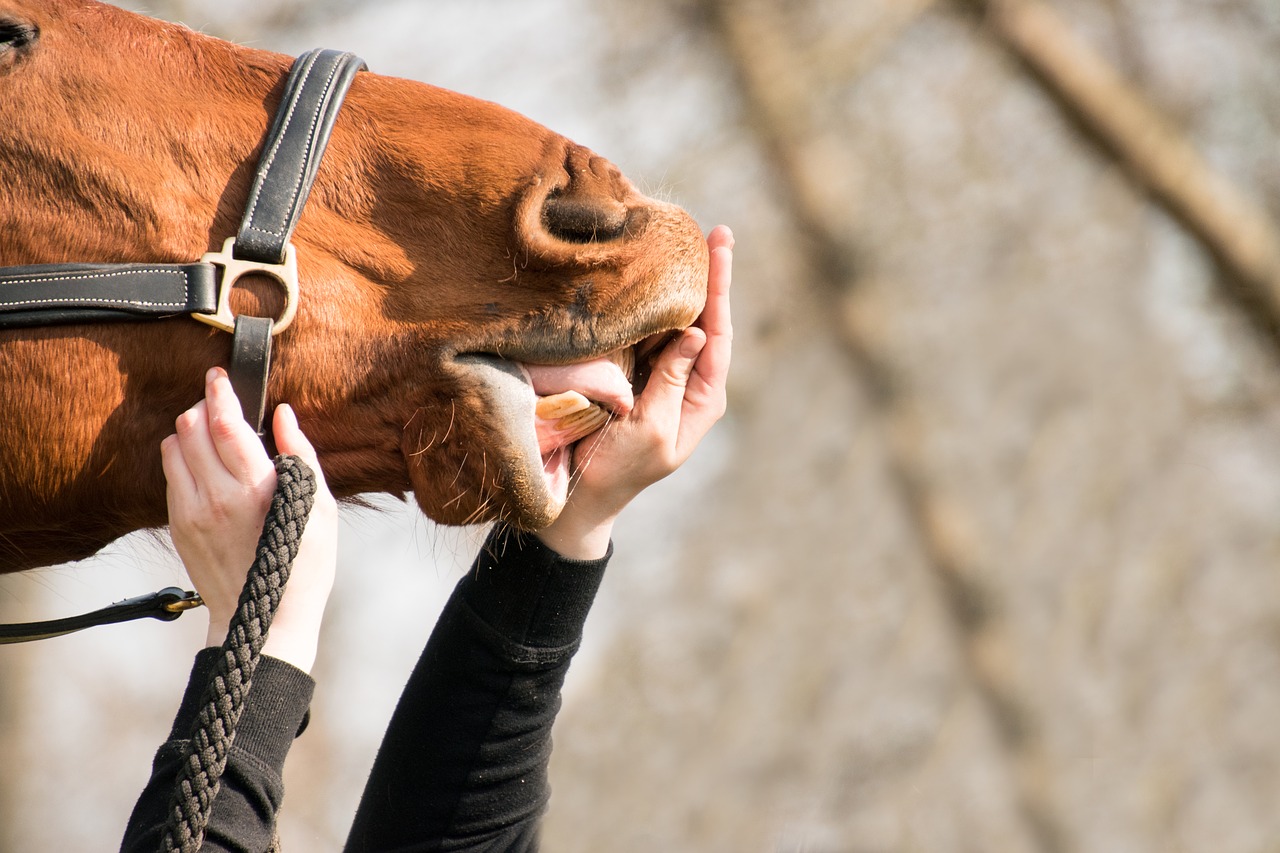 horse nose nostrils free photo