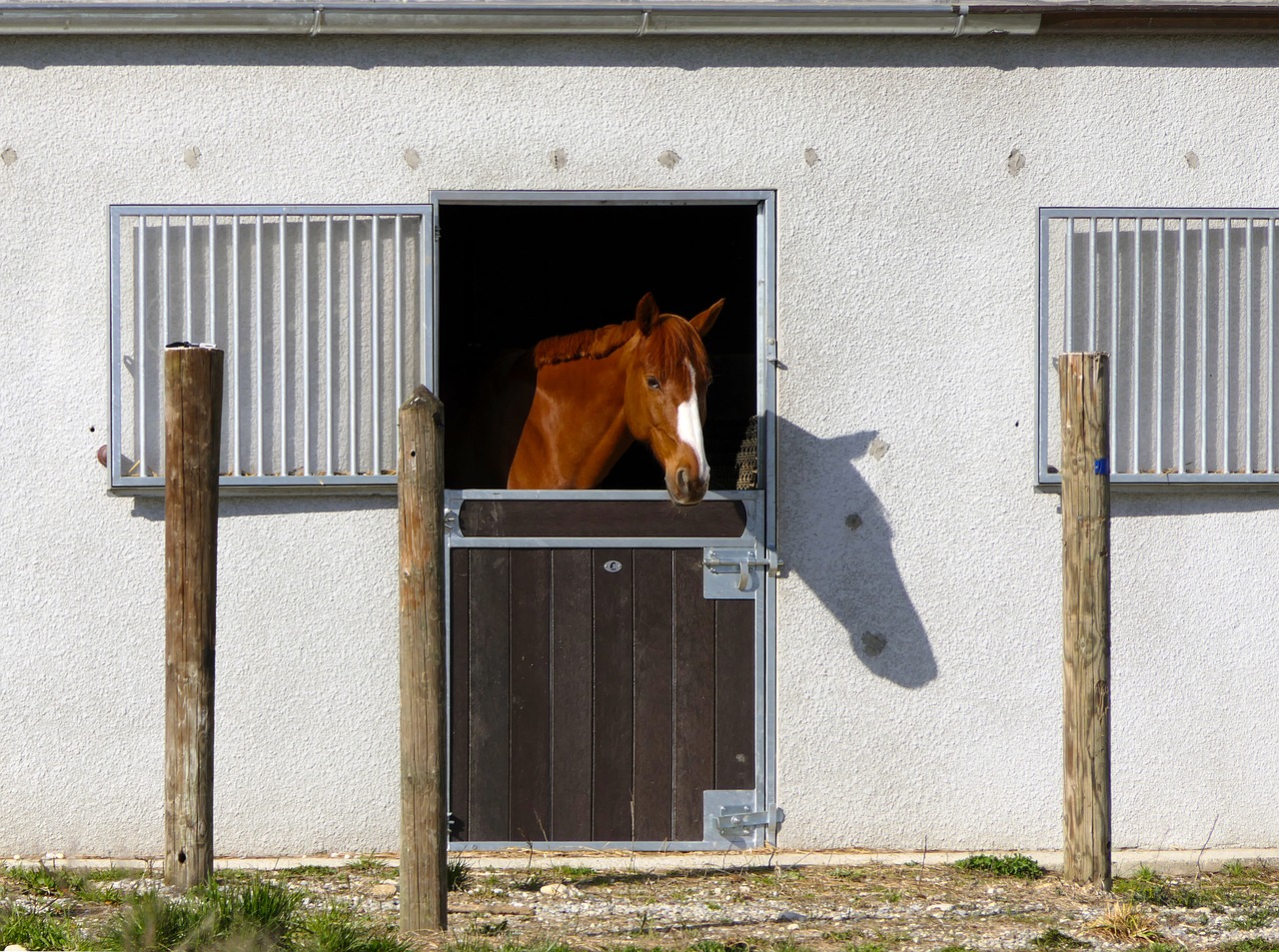 horse head stable free photo