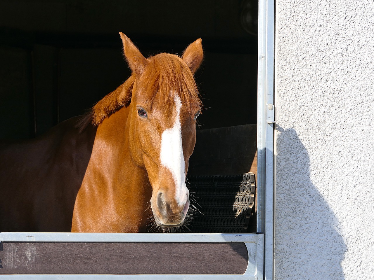 horse head portrait free photo