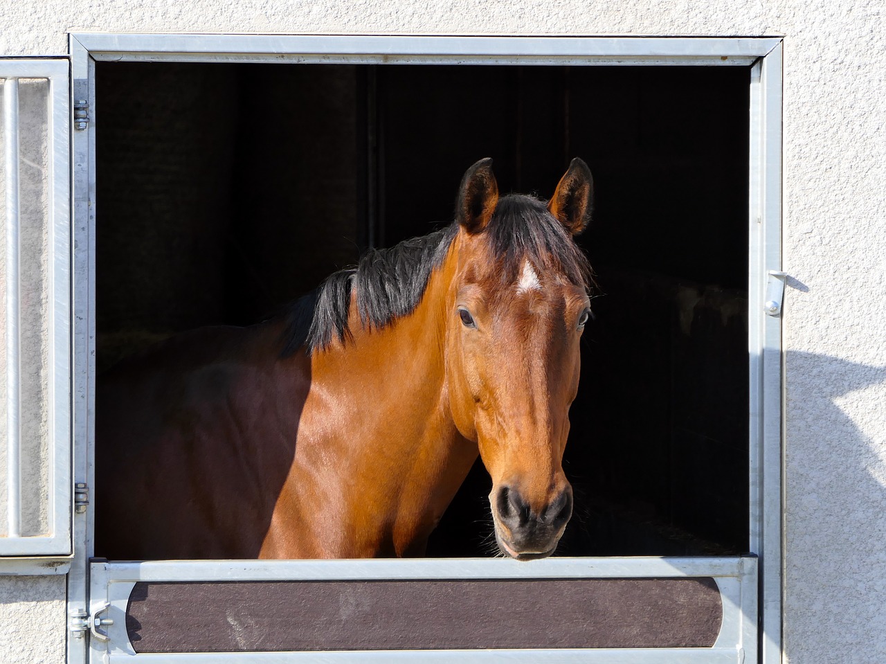 horse head portrait free photo