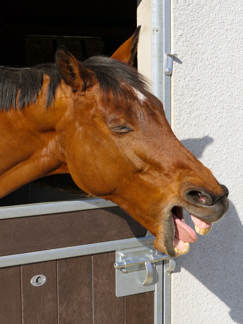 horse head tired free photo