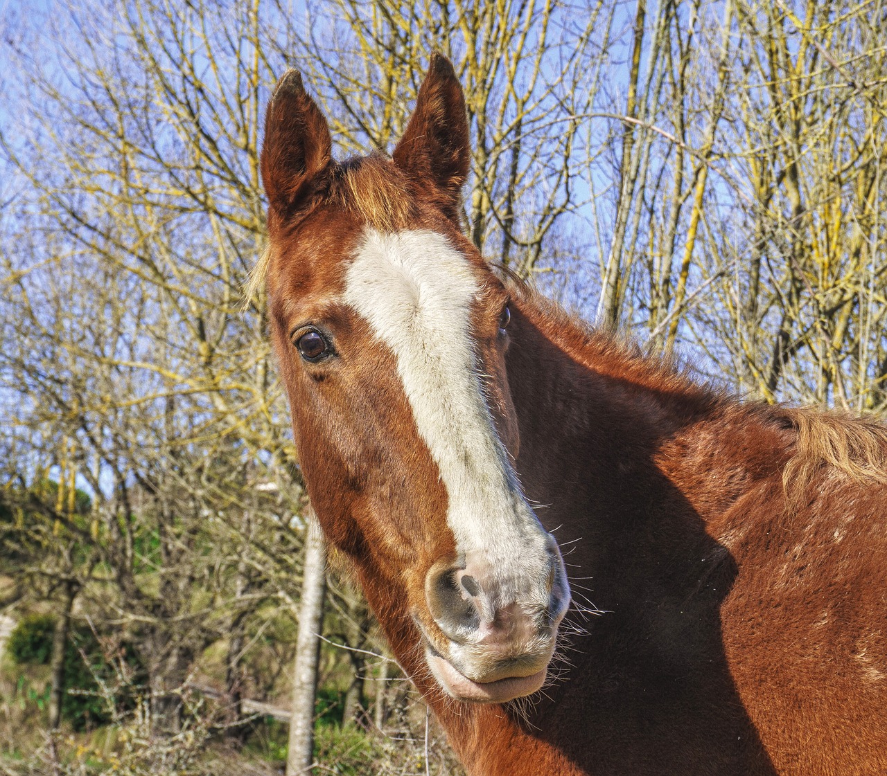 horse brown animalia free photo
