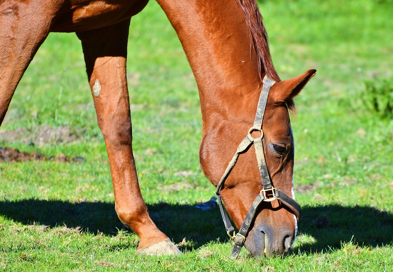 horse saddle horse horse head free photo