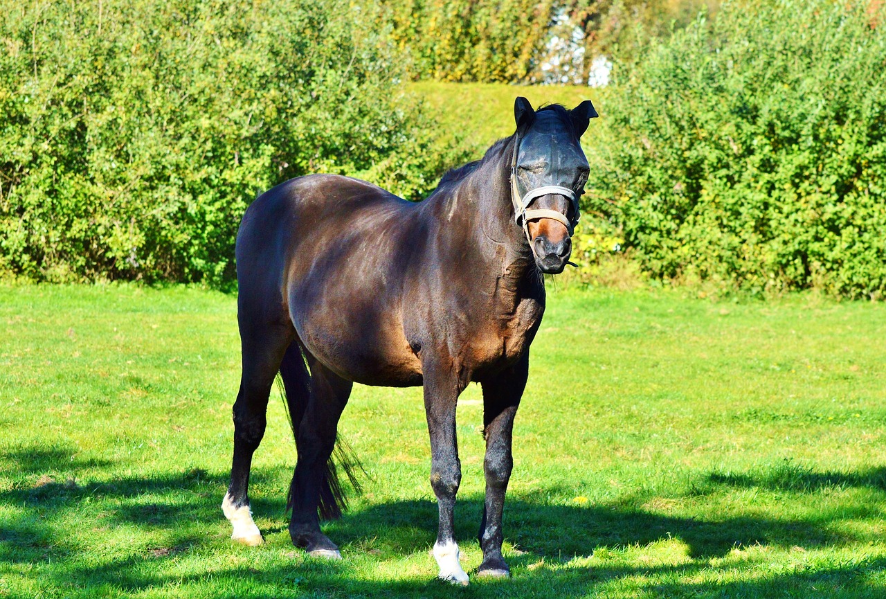 horse stallion pasture free photo
