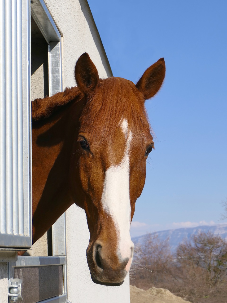 horse head face free photo