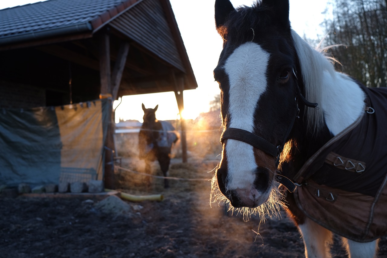 horse sunrise winter free photo