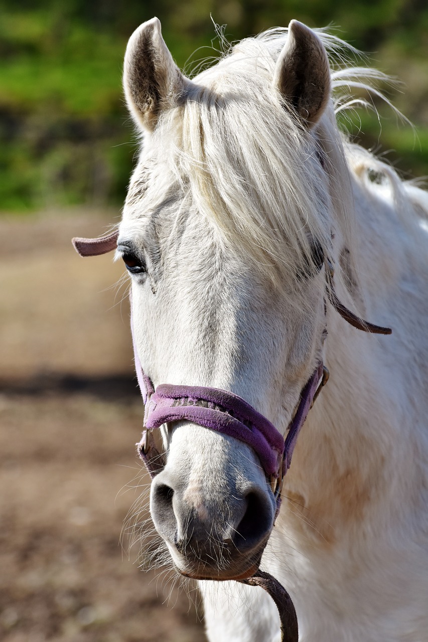 horse horse head mold free photo