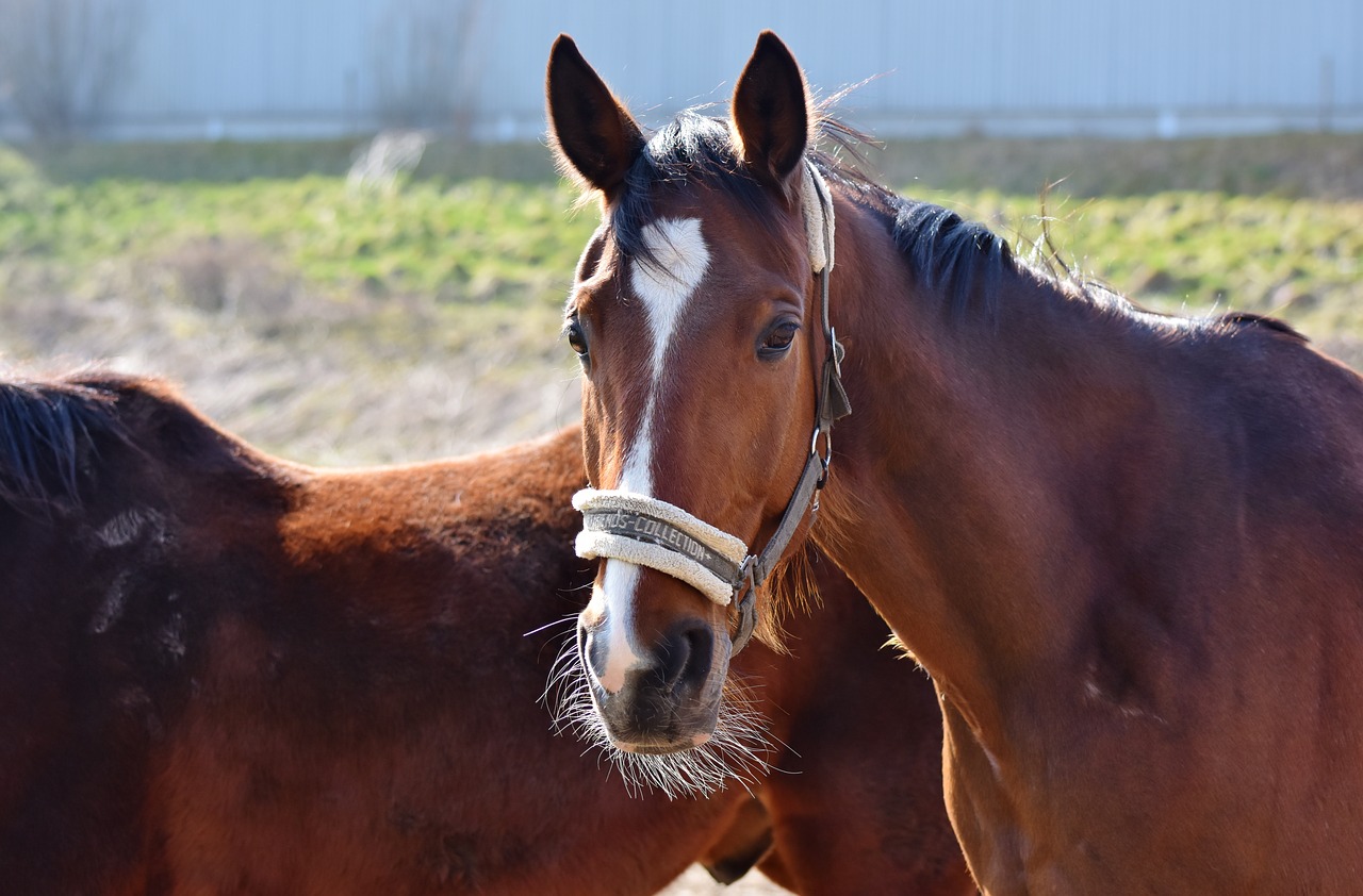 horse  stallion  horse head free photo