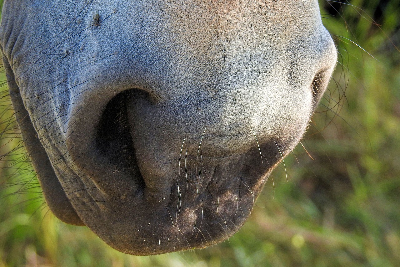 horse  nose  nostrils free photo