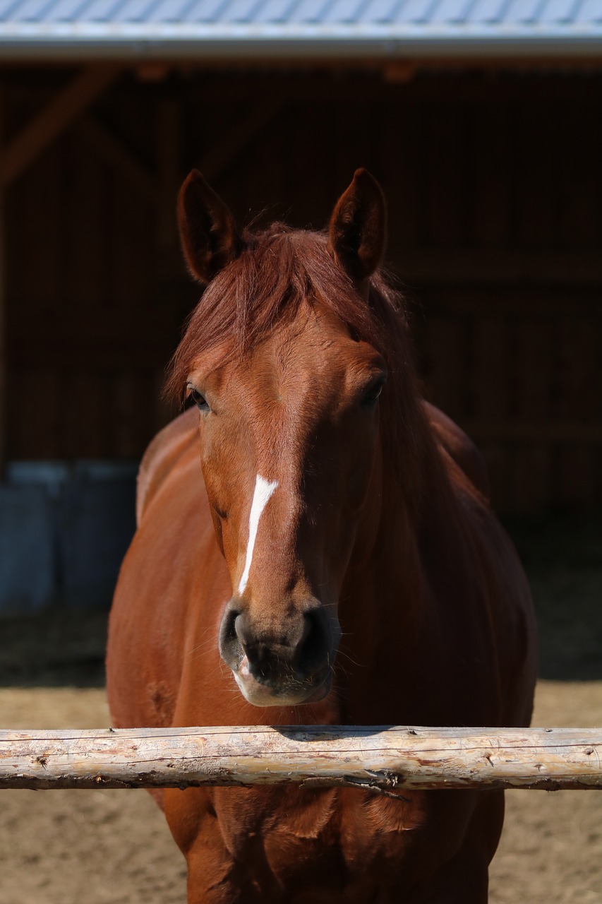 horse  brown  pen free photo