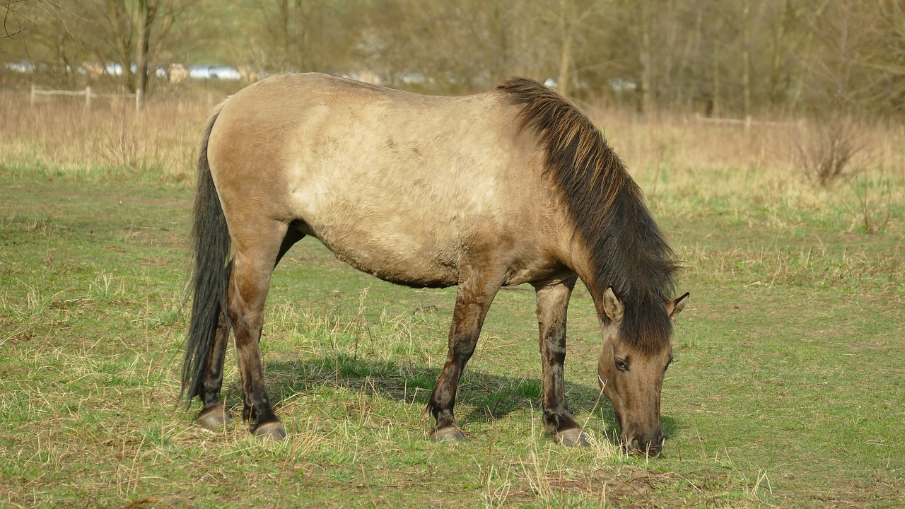 horse  dülmener  grazing free photo