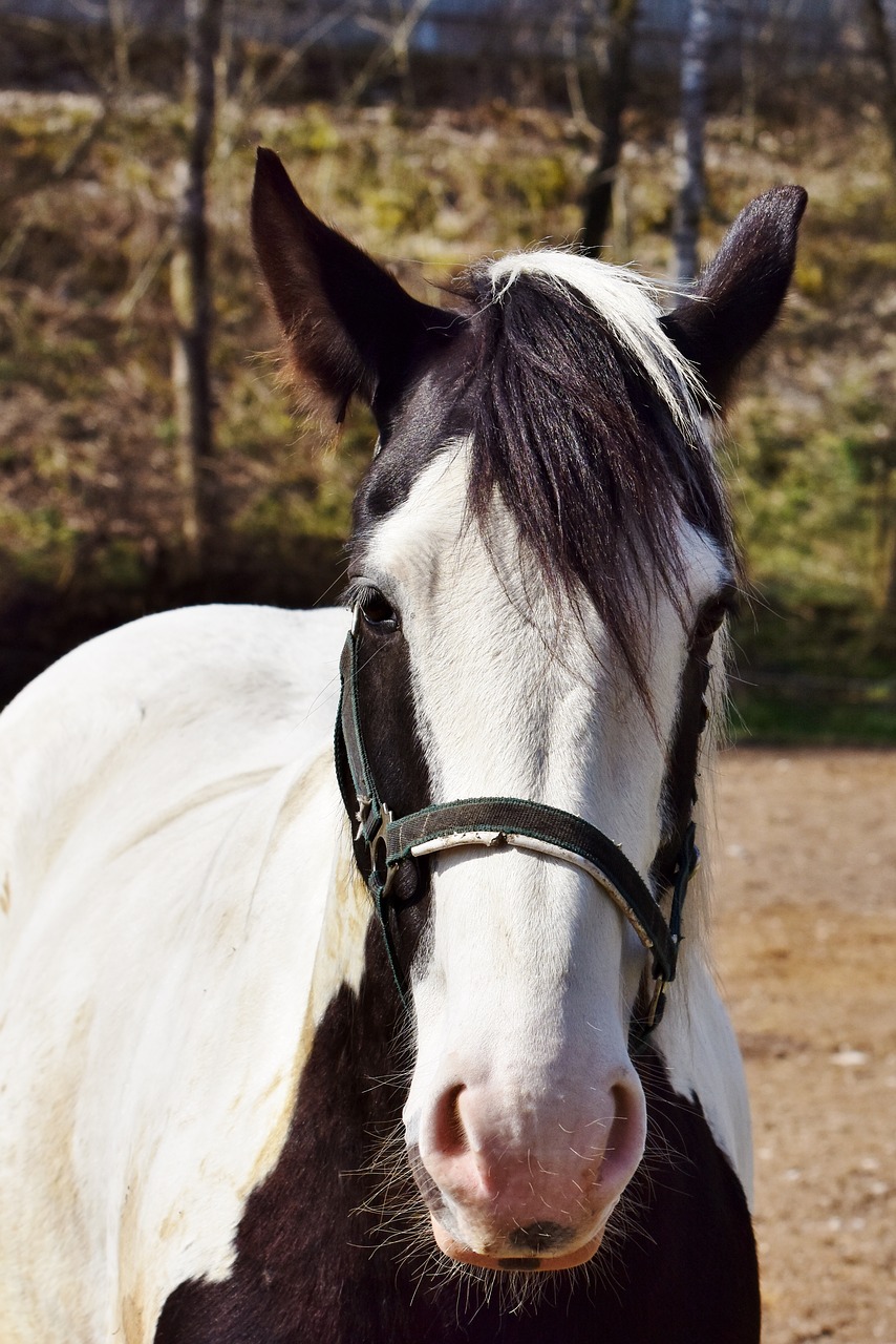 horse  horse head  mold free photo