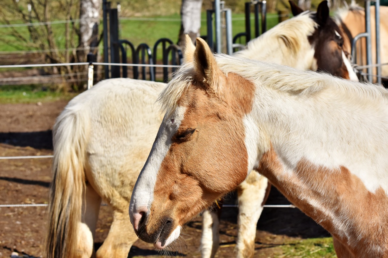 horse  horse head  pferdeportrait free photo