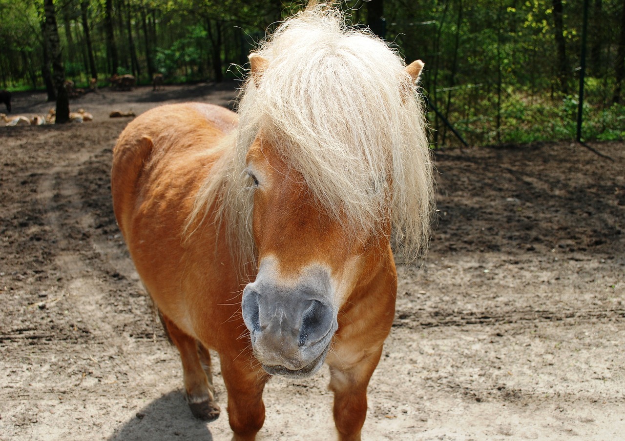 horse pony equus ferus caballus free photo