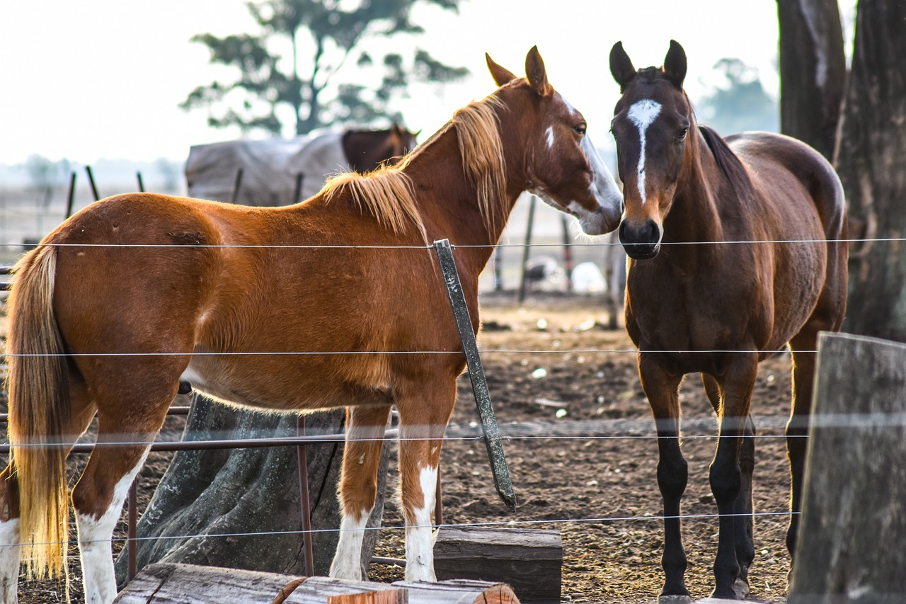 horse  farm  animalia free photo